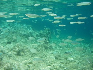 The crystal-clear waters of Zákynthos